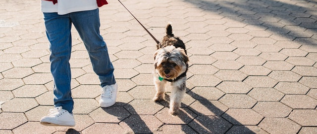 Leash Laws for Dogs